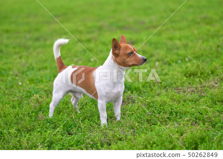 Terrier small dog with a raised tail against a 50262849