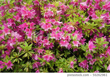Many azalea flowers 50262961