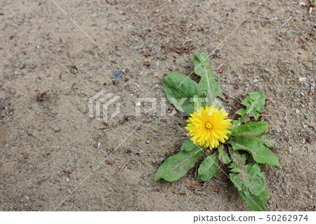  Dandelion 50262974