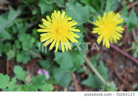  Dandelion 50263113