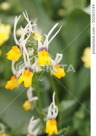 Unique Nemesia (Masquerade) Unique Nemesia (Masquerade) 50263144
