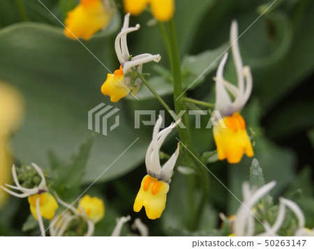 Unique Nemesia (Masquerade) Unique Nemesia (Masquerade) 50263147