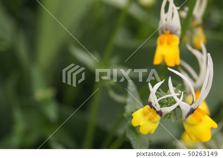 Unique Nemesia (Masquerade) Unique Nemesia (Masquerade) 50263149