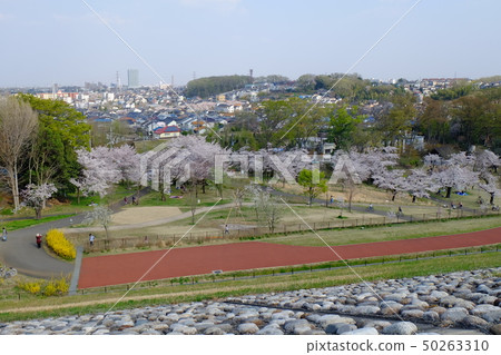 Cherry blossom seen from the dam of Murayama Reservoir Cherry blossom seen from the dam of Murayama Reservoir 50263310