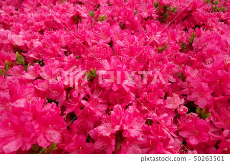 紅杜鵑花 50263501