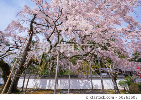 Branched cherry blossoms at Daigoji Temple in Kyoto Branched cherry blossoms at Daigoji Temple in Kyoto 50263605