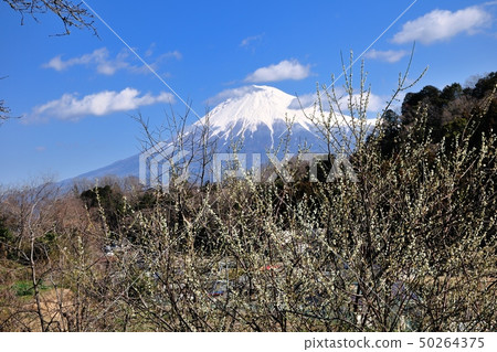 白梅和富士山 白梅和富士山 50264375