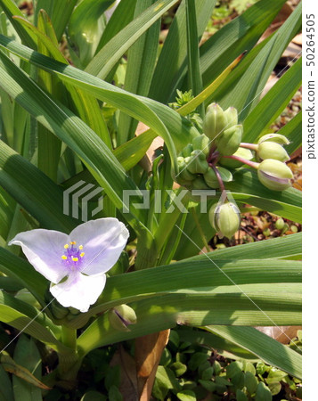 Purple sweet potato (white flower) Purple sweet potato (white flower) 50264505