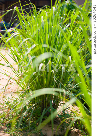 Lemongrass or Lapine or West Indian 50264543