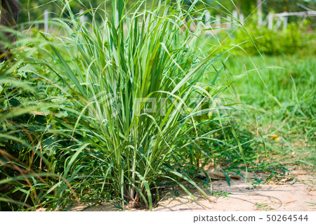 Lemongrass or Lapine or West Indian were planted Lemongrass or Lapine or West Indian were planted 50264544