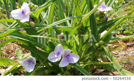 16: 9 White sweet potato (white flower) 50264550