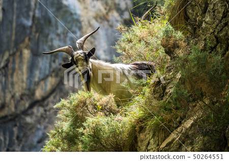 Mountain goat in the mountains of Picos de Europa, Spain 50264551