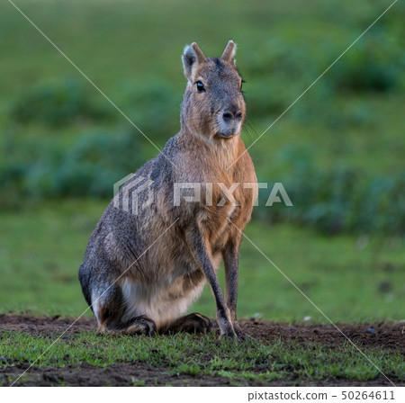 Patagonian Mara, Dolichotis patagonum are large relatives of guinea pigs Patagonian Mara, Dolichotis patagonum are large relatives of guinea pigs 50264611