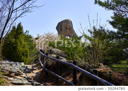 In the spring of 2019, 50264760