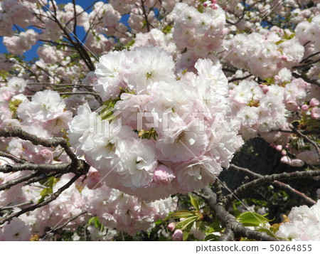 Cherry blossoms that change in flower color 50264855