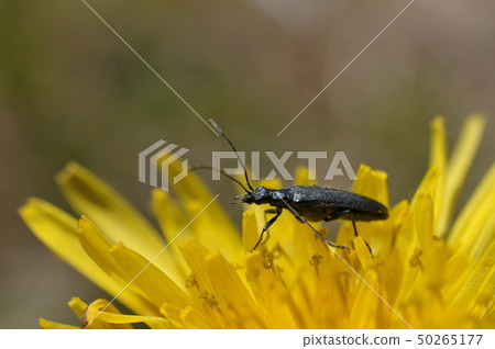 桃木ok滿木Do 50265177