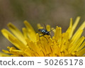 Momobutokamikiri Doki ♀ 50265178