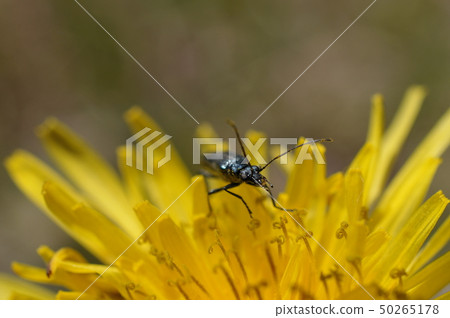 桃木ok滿木Do 50265178