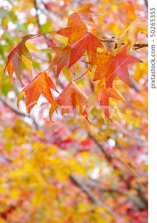 秋天的樹葉 50265355