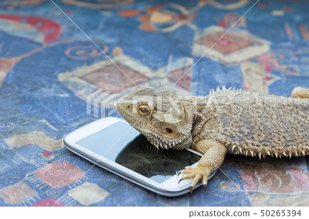 Agama lizard with smart phone 50265394