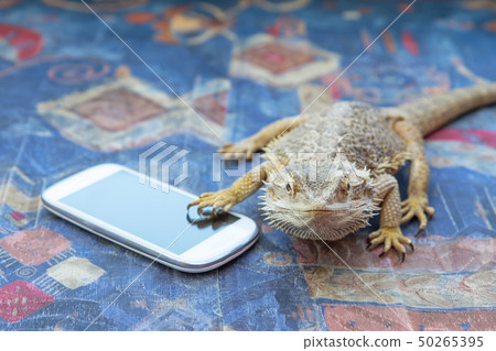 Agama with smart phone on the sofa 50265395