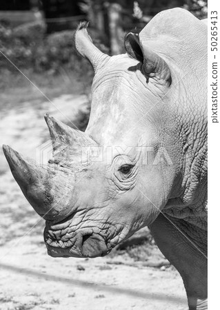 Monochrome portrait of the rhinoceros 50265413