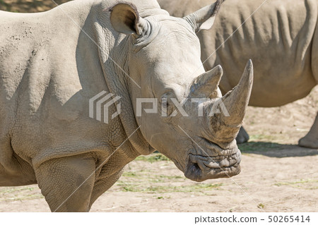 The head of the rhinoceros 50265414