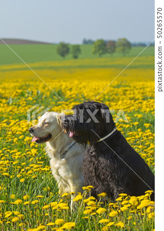 Black and white dog sitting on bloomiong dandelion 50265570