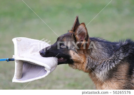 German Shepherd Dog puppy training. German Shepherd Dog puppy training. 50265576
