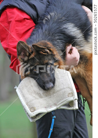German Shepherd Dog puppy training. German Shepherd Dog puppy training. 50265577