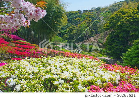 Shirano-no-Botanical Park 50265621