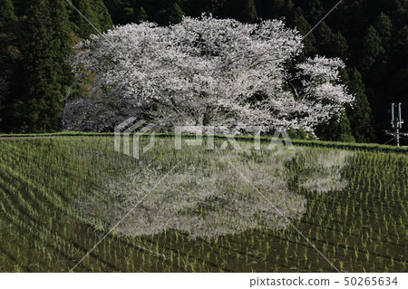 Cherry blossoms in Ogino 50265634