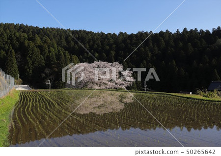 Cherry blossoms in Ogino Cherry blossoms in Ogino 50265642