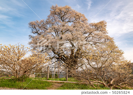 Maniwa City, Okayama Prefecture 50265824