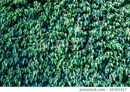 Green leaves background. Green natural fence. Green leaves background. Green natural fence. 50265917