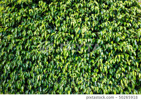 Green leaves background. Green natural fence. Green leaves background. Green natural fence. 50265918
