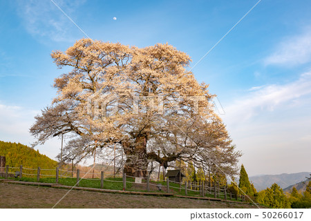 Maniwa City, Okayama Prefecture Maniwa City, Okayama Prefecture 50266017