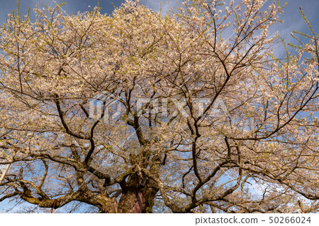 岡山縣真庭市 岡山縣真庭市 50266024