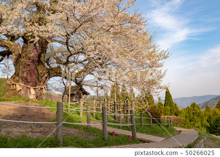 Maniwa City, Okayama Prefecture 50266025