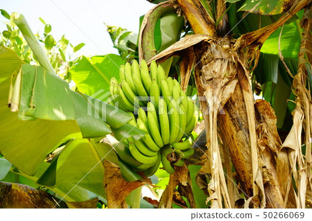 Banana tree 50266069