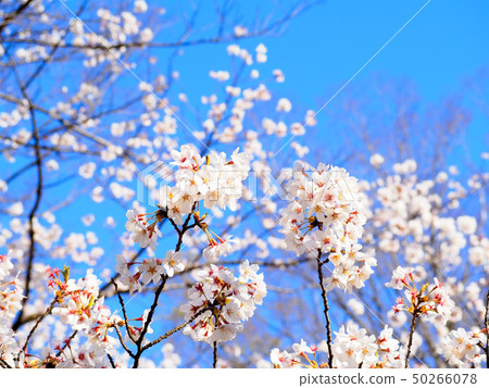 櫻花和藍天 50266078