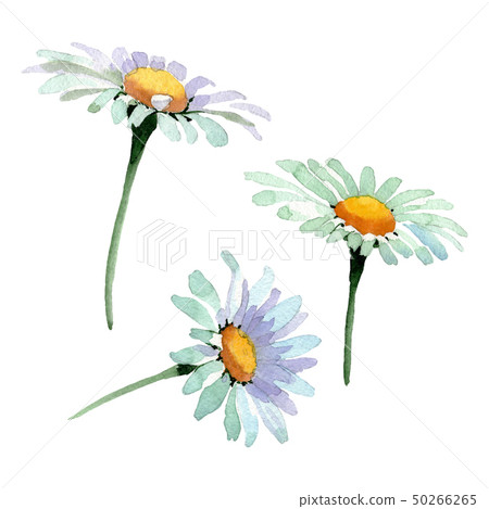 Big white chamomile floral botanical flowers. Watercolor background set. Isolated chamomile 50266265