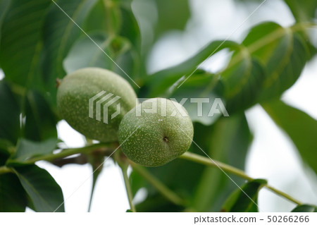 Green walnut and leaves on the tree 50266266