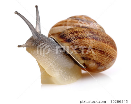 Snail crawling isolated on white Snail crawling isolated on white 50266345