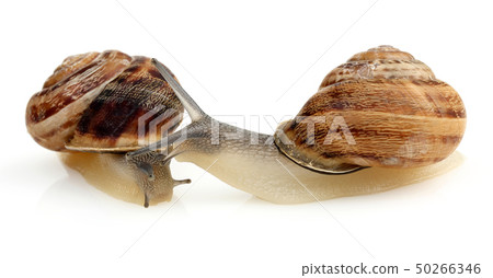Snail crawling isolated on white 50266346