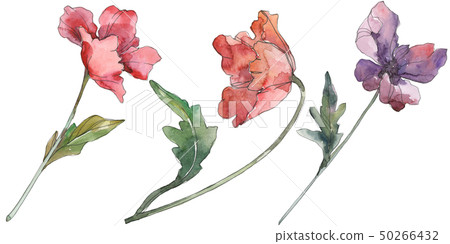 Red and purple poppy floral botanical flowers. Watercolor background set. Isolated poppies 50266432