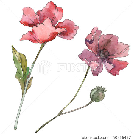 Red and purple poppy floral botanical flowers. Watercolor background set. Isolated poppies 50266437