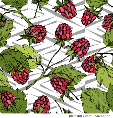 Vector Raspberry healthy food isolated. Red and green engraved ink art. Seamless background pattern. 50266466
