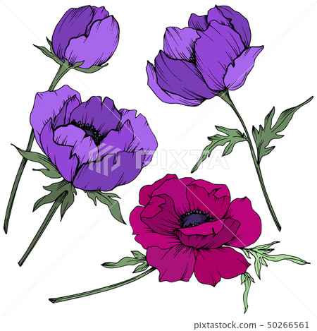 Vector Anemone floral botanical flowers. Black and white engraved ink art. Isolated anemone 50266561