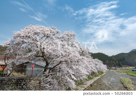 Maniwa City, Okayama Prefecture 50266803